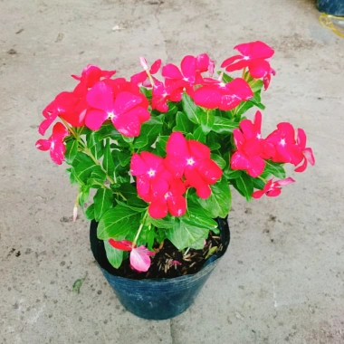 Cây hoa dừa cạn Đỏ - Nở hoa rực rỡ quanh năm, trang trí ban công, sân vườn, giá chỉ 35.000 VND 4 Cây hoa dừa cạn Đỏ - Nở hoa rực rỡ quanh năm, trang trí ban công, sân vườn, giá chỉ 35.000 VND 4