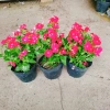 Cây hoa dừa cạn Đỏ - Nở hoa rực rỡ quanh năm, trang trí ban công, sân vườn, giá chỉ 35.000 VND 5