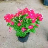 Cây hoa dừa cạn Đỏ - Nở hoa rực rỡ quanh năm, trang trí ban công, sân vườn, giá chỉ 35.000 VND 6