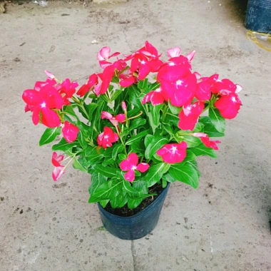 Cây hoa dừa cạn Đỏ - Nở hoa rực rỡ quanh năm, trang trí ban công, sân vườn, giá chỉ 35.000 VND 6 Cây hoa dừa cạn Đỏ - Nở hoa rực rỡ quanh năm, trang trí ban công, sân vườn, giá chỉ 35.000 VND 6