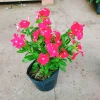 Cây hoa dừa cạn Đỏ - Nở hoa rực rỡ quanh năm, trang trí ban công, sân vườn, giá chỉ 35.000 VND 7