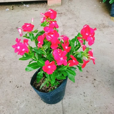 Cây hoa dừa cạn Đỏ - Nở hoa rực rỡ quanh năm, trang trí ban công, sân vườn, giá chỉ 35.000 VND