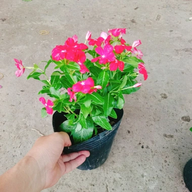 Cây hoa dừa cạn Đỏ - Nở hoa rực rỡ quanh năm, trang trí ban công, sân vườn, giá chỉ 35.000 VND