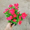 Cây hoa dừa cạn Đỏ - Nở hoa rực rỡ quanh năm, trang trí ban công, sân vườn, giá chỉ 35.000 VND 9