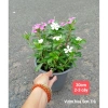 Cây hoa dừa cạn đứng - Giao trong ngày, giá ưu đãi 70.000đ, cây cảnh xanh tươi 2