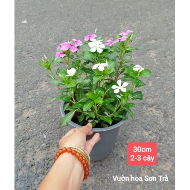 Cây hoa dừa cạn đứng - Giao trong ngày, giá ưu đãi 70.000đ, cây cảnh xanh tươi 2