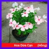 Cây hoa dưa cạn hồng - Nở rực rỡ quanh năm, thích hợp ban công và sân vườn, giá 35.000 VND