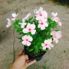 Cây hoa dưa cạn hồng - Nở rực rỡ quanh năm, thích hợp ban công và sân vườn, giá 35.000 VND 2