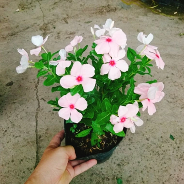 Cây hoa dưa cạn hồng - Nở rực rỡ quanh năm, thích hợp ban công và sân vườn, giá 35.000 VND 2