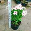 Cây hoa dưa cạn hồng - Nở rực rỡ quanh năm, thích hợp ban công và sân vườn, giá 35.000 VND 3