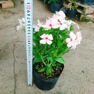 Cây hoa dưa cạn hồng - Nở rực rỡ quanh năm, thích hợp ban công và sân vườn, giá 35.000 VND 3