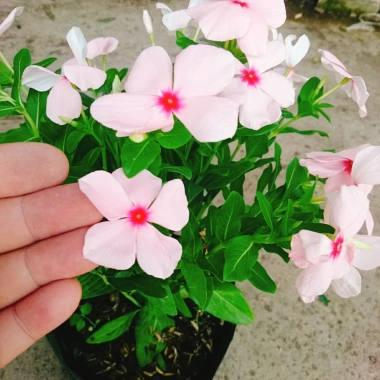Cây hoa dưa cạn hồng - Nở rực rỡ quanh năm, thích hợp ban công và sân vườn, giá 35.000 VND 4