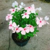 Cây hoa dưa cạn hồng - Nở rực rỡ quanh năm, thích hợp ban công và sân vườn, giá 35.000 VND 6