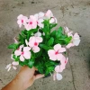 Cây hoa dưa cạn hồng - Nở rực rỡ quanh năm, thích hợp ban công và sân vườn, giá 35.000 VND 7