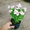 Cây hoa dưa cạn hồng - Nở rực rỡ quanh năm, thích hợp ban công và sân vườn, giá 35.000 VND 8