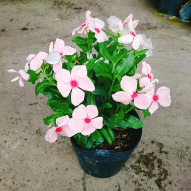 Cây hoa dưa cạn hồng - Nở rực rỡ quanh năm, thích hợp ban công và sân vườn, giá 35.000 VND 9