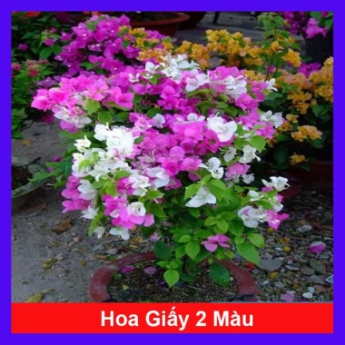 Cây Hoa Giấy 2 Màu Cao Bồi - Cây Cảnh Để Bàn Giá 35.000₫ (Giảm 10.000₫)