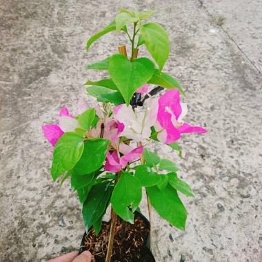 Cây Hoa Giấy 2 Màu Cao Bồi - Cây Cảnh Để Bàn Giá 35.000₫ (Giảm 10.000₫)