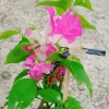 Cây Hoa Giấy 2 Màu Cao Bồi - Cây Cảnh Để Bàn Giá 35.000₫ (Giảm 10.000₫) 3