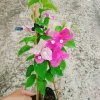 Cây Hoa Giấy 2 Màu Cao Bồi - Cây Cảnh Để Bàn Giá 35.000₫ (Giảm 10.000₫) 4