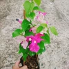 Cây Hoa Giấy 2 Màu Cao Bồi - Cây Cảnh Để Bàn Giá 35.000₫ (Giảm 10.000₫) 5