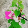 Cây Hoa Giấy 2 Màu Cao Bồi - Cây Cảnh Để Bàn Giá 35.000₫ (Giảm 10.000₫) 6