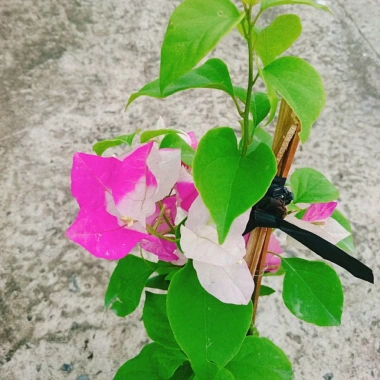 Cây Hoa Giấy 2 Màu Cao Bồi - Cây Cảnh Để Bàn Giá 35.000₫ (Giảm 10.000₫)