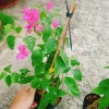 Cây Hoa Giấy 2 Màu Cao Bồi - Cây Cảnh Để Bàn Giá 35.000₫ (Giảm 10.000₫) 7