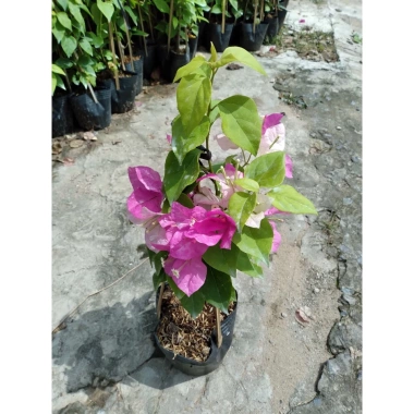 Cây Hoa Giấy 2 Màu Cao Bồi - Cây Cảnh Để Bàn Giá 35.000₫ (Giảm 10.000₫)