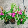 Cây Hoa Giấy 2 Màu Cao Bồi - Cây Cảnh Để Bàn Giá 35.000₫ (Giảm 10.000₫) 9