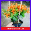 Cây Hoa Giấy Cam Lửa Cây Cảnh Sân Vườn Trang Trí Ngoại Thất Giá Ưu Đãi 75.000 VND