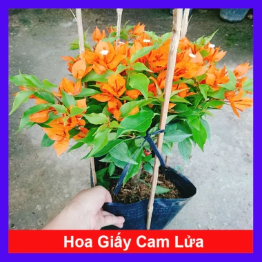 Cây Hoa Giấy Cam Lửa Cây Cảnh Sân Vườn Trang Trí Ngoại Thất Giá Ưu Đãi 75.000 VND