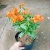 Cây Hoa Giấy Cam Lửa Cây Cảnh Sân Vườn Trang Trí Ngoại Thất Giá Ưu Đãi 75.000 VND 2