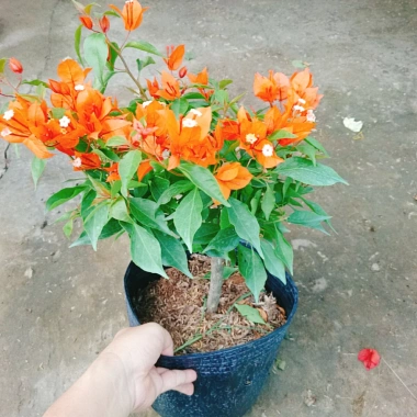 Cây Hoa Giấy Cam Lửa Cây Cảnh Sân Vườn Trang Trí Ngoại Thất Giá Ưu Đãi 75.000 VND 3