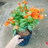 Cây Hoa Giấy Cam Lửa Cây Cảnh Sân Vườn Trang Trí Ngoại Thất Giá Ưu Đãi 75.000 VND 4