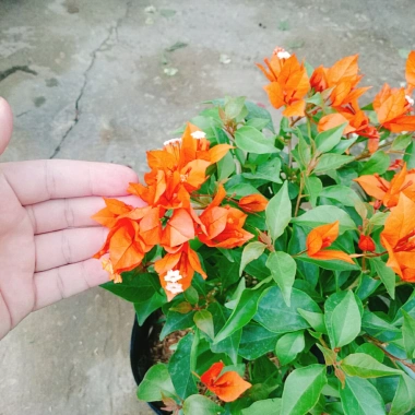 Cây Hoa Giấy Cam Lửa Cây Cảnh Sân Vườn Trang Trí Ngoại Thất Giá Ưu Đãi 75.000 VND 5