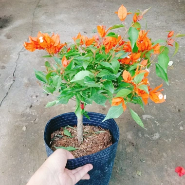 Cây Hoa Giấy Cam Lửa Cây Cảnh Sân Vườn Trang Trí Ngoại Thất Giá Ưu Đãi 75.000 VND 6