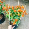 Cây Hoa Giấy Cam Lửa Cây Cảnh Sân Vườn Trang Trí Ngoại Thất Giá Ưu Đãi 75.000 VND 7