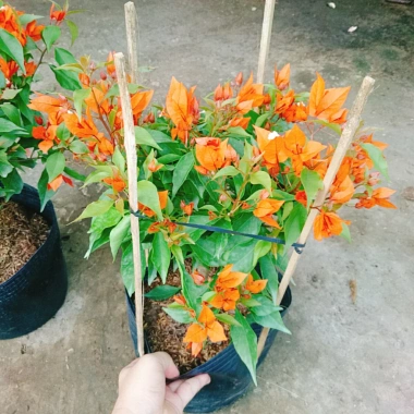 Cây Hoa Giấy Cam Lửa Cây Cảnh Sân Vườn Trang Trí Ngoại Thất Giá Ưu Đãi 75.000 VND 7