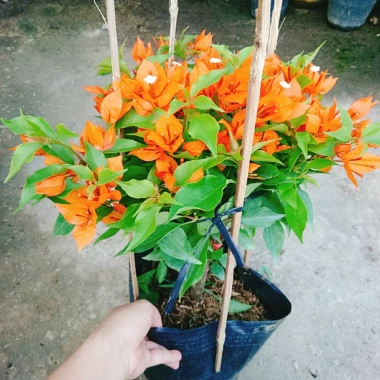 Cây Hoa Giấy Cam Lửa Cây Cảnh Sân Vườn Trang Trí Ngoại Thất Giá Ưu Đãi 75.000 VND 8