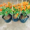 Cây Hoa Giấy Cam Lửa Cây Cảnh Sân Vườn Trang Trí Ngoại Thất Giá Ưu Đãi 75.000 VND 9