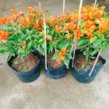 Cây Hoa Giấy Cam Lửa Cây Cảnh Sân Vườn Trang Trí Ngoại Thất Giá Ưu Đãi 75.000 VND 9