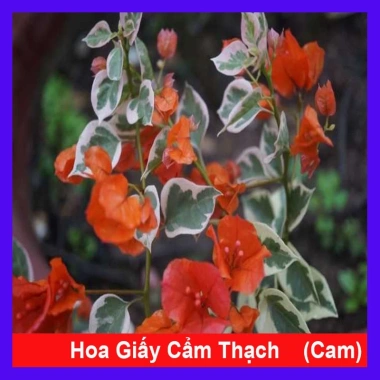 Cây hoa giấy cẩm thạch màu cam - Cây cảnh để bàn giá ưu đãi 55.000 VNĐ