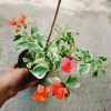 Cây hoa giấy cẩm thạch màu cam - Cây cảnh để bàn giá ưu đãi 55.000 VNĐ 2