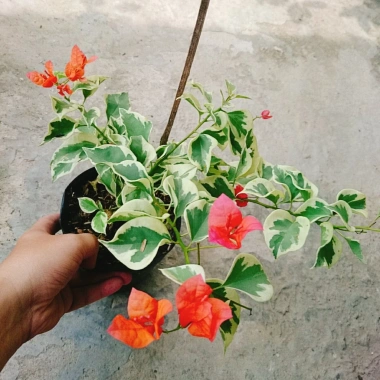 Cây hoa giấy cẩm thạch màu cam - Cây cảnh để bàn giá ưu đãi 55.000 VNĐ