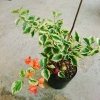 Cây hoa giấy cẩm thạch màu cam - Cây cảnh để bàn giá ưu đãi 55.000 VNĐ 3