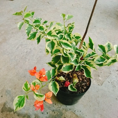 Cây hoa giấy cẩm thạch màu cam - Cây cảnh để bàn giá ưu đãi 55.000 VNĐ 3 Cây hoa giấy cẩm thạch màu cam - Cây cảnh để bàn giá ưu đãi 55.000 VNĐ 3