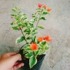 Cây hoa giấy cẩm thạch màu cam - Cây cảnh để bàn giá ưu đãi 55.000 VNĐ 4