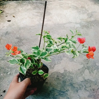 Cây hoa giấy cẩm thạch màu cam - Cây cảnh để bàn giá ưu đãi 55.000 VNĐ