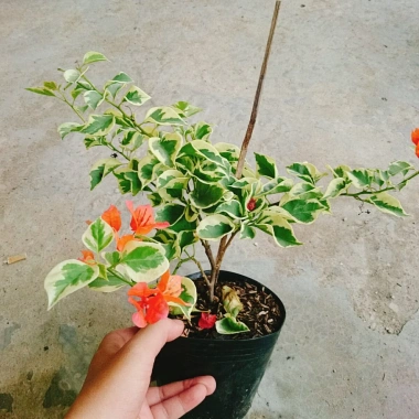 Cây hoa giấy cẩm thạch màu cam - Cây cảnh để bàn giá ưu đãi 55.000 VNĐ 6 Cây hoa giấy cẩm thạch màu cam - Cây cảnh để bàn giá ưu đãi 55.000 VNĐ 6